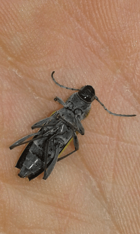 Chlorophorus glabromaculatus (Cerambycidae)? S.
